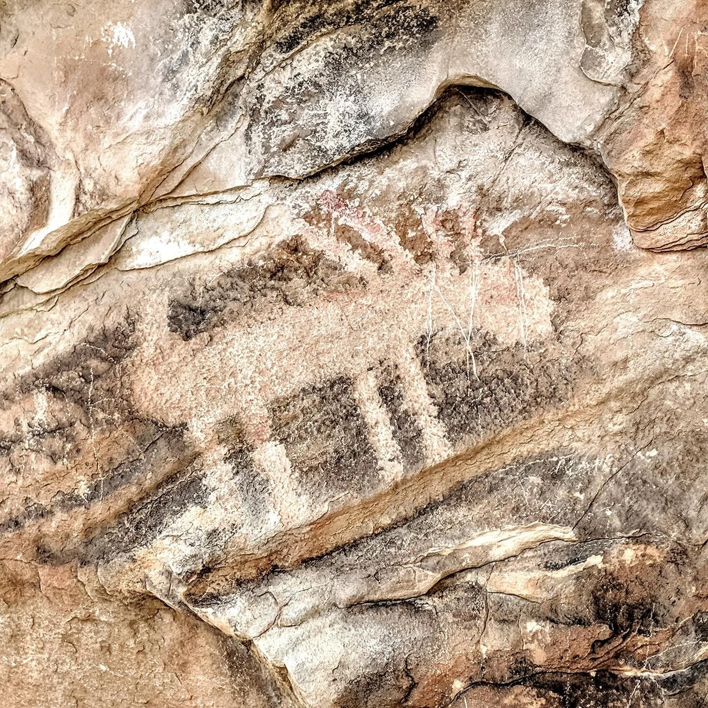 Petroglyph from northwestern Colorado near Dinosaur National Monument. 

#archaeology #petroglyph #rockart #pictographs #petroglyphs #prehistory #colorado #anthropology