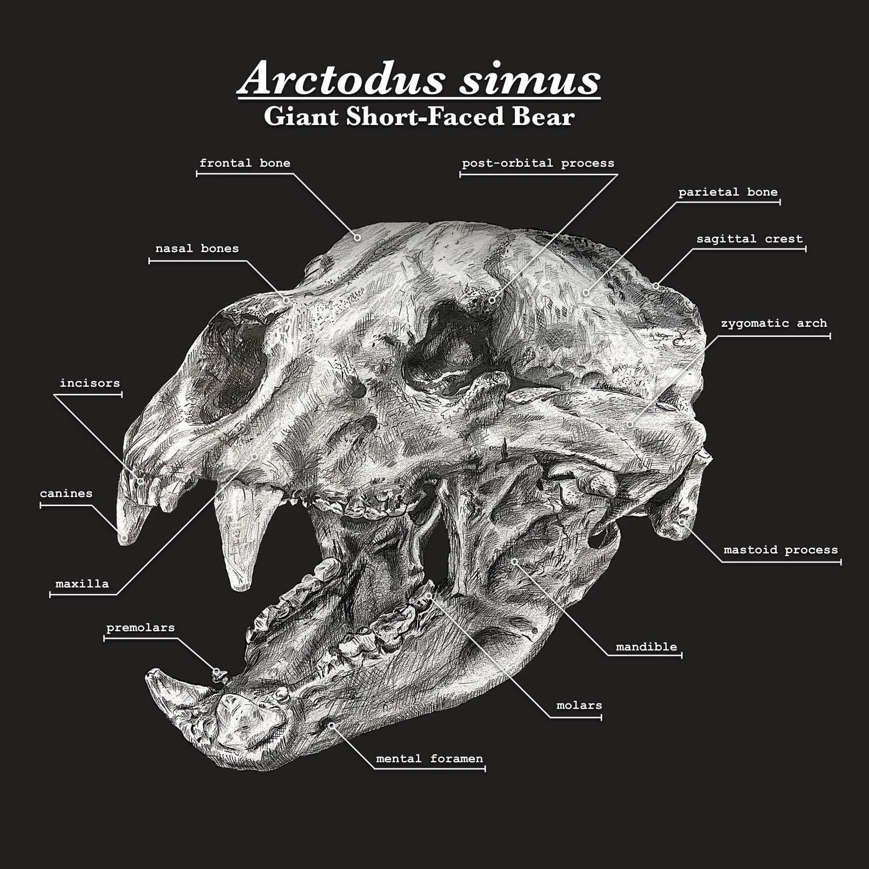 Short-Faced Bear skull.