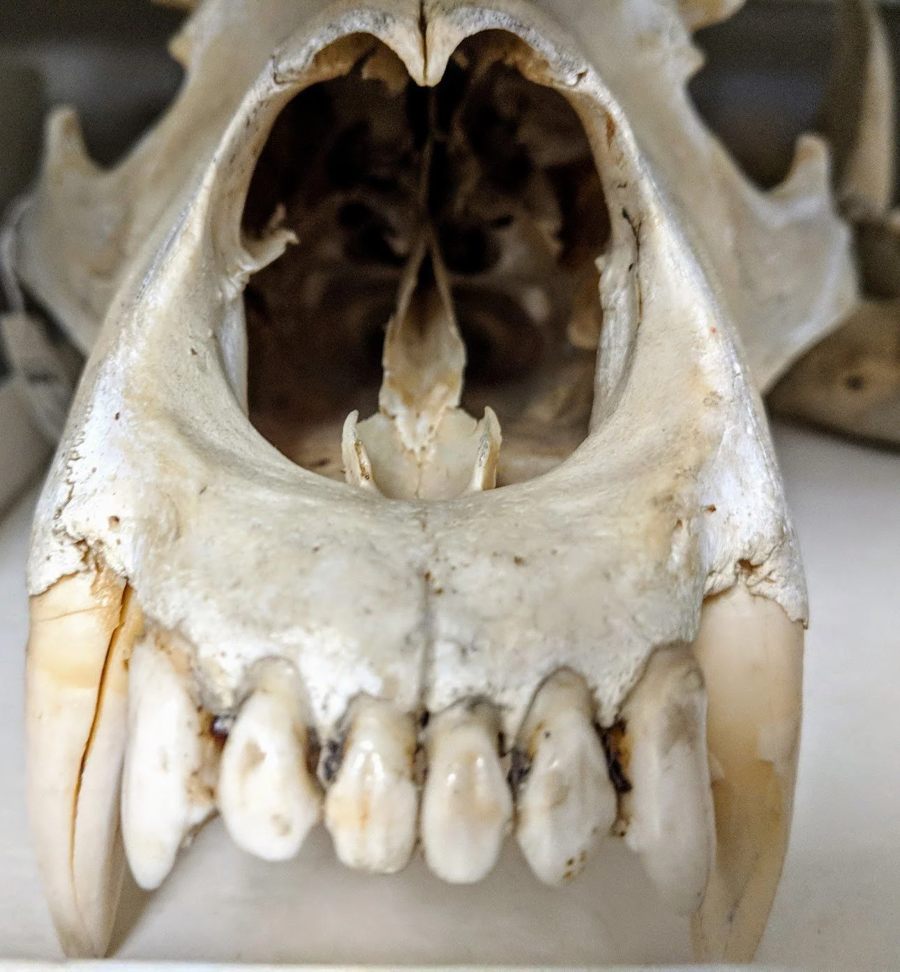 Lost in the Collections: A Bioarchaeology Internship at the Smithsonian