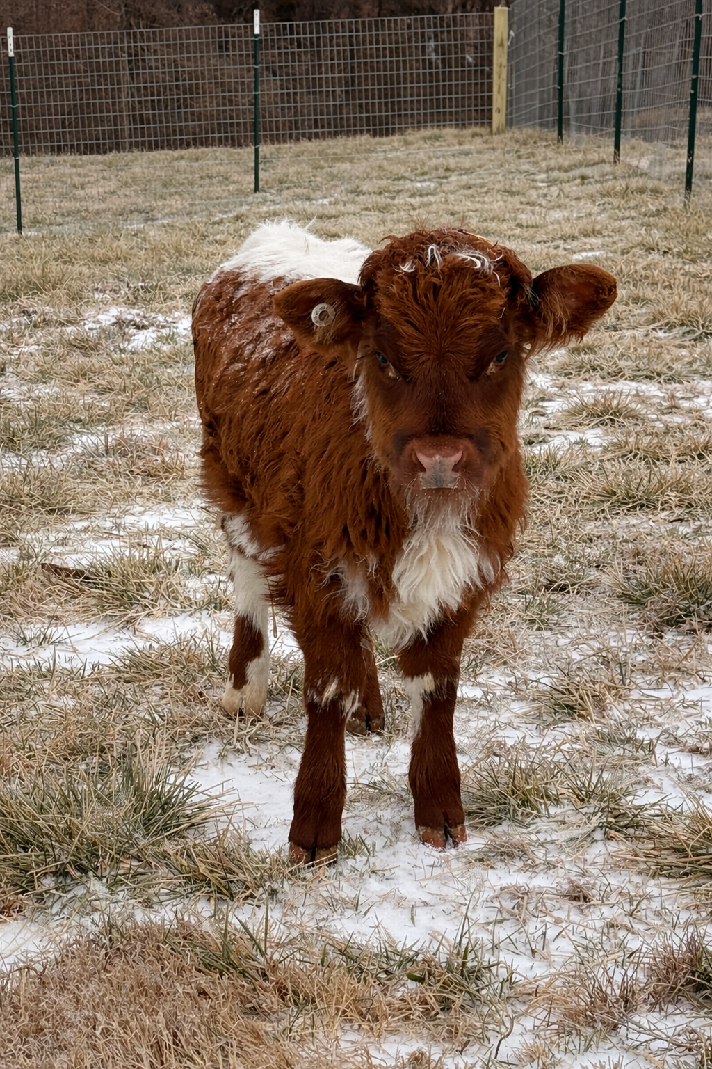 Elsa | HighPark Heifer
