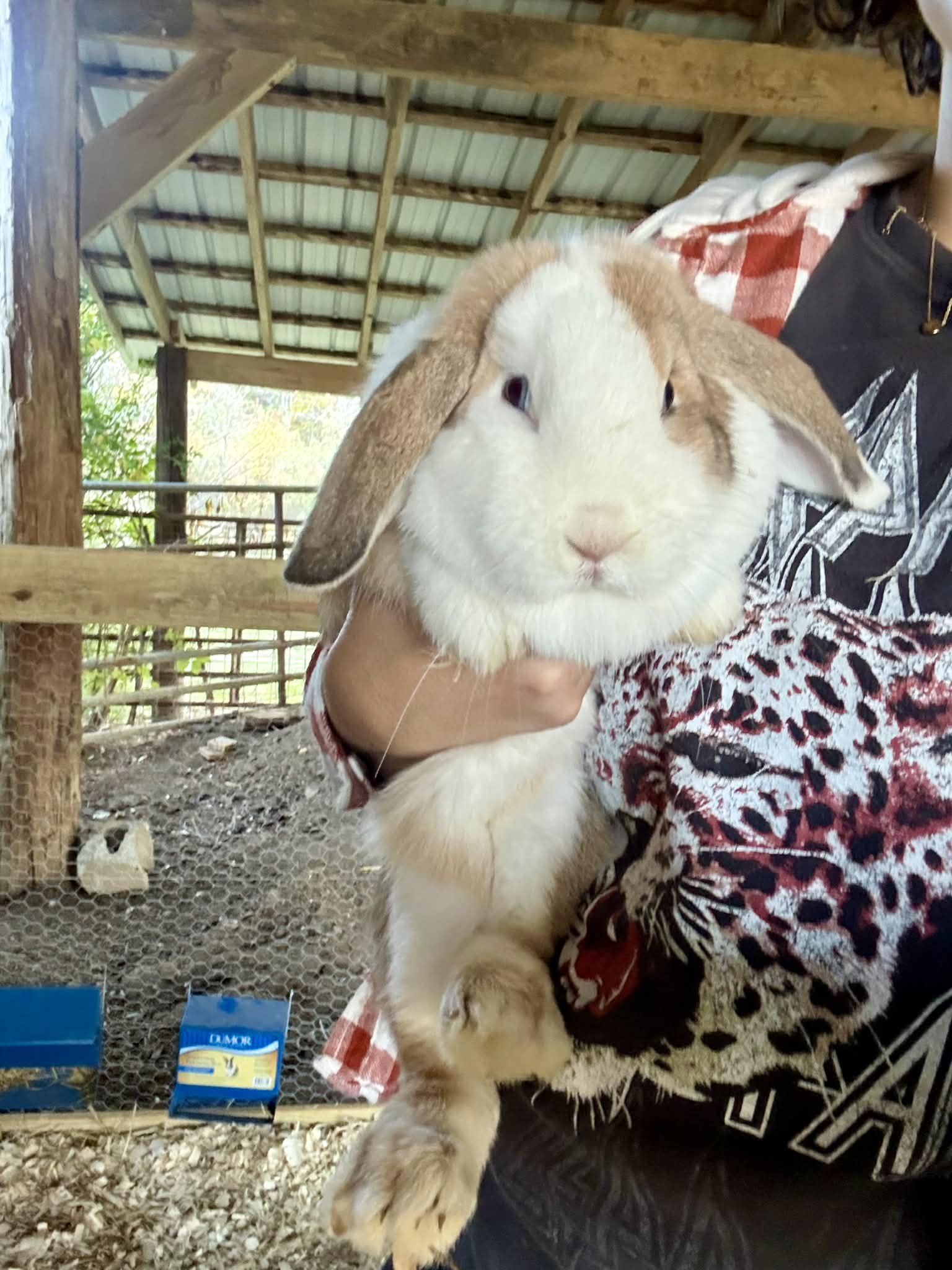Cotton (Candy) | Purebred (Blue Eyed) Holland Lops Doe | Available For Cuddling