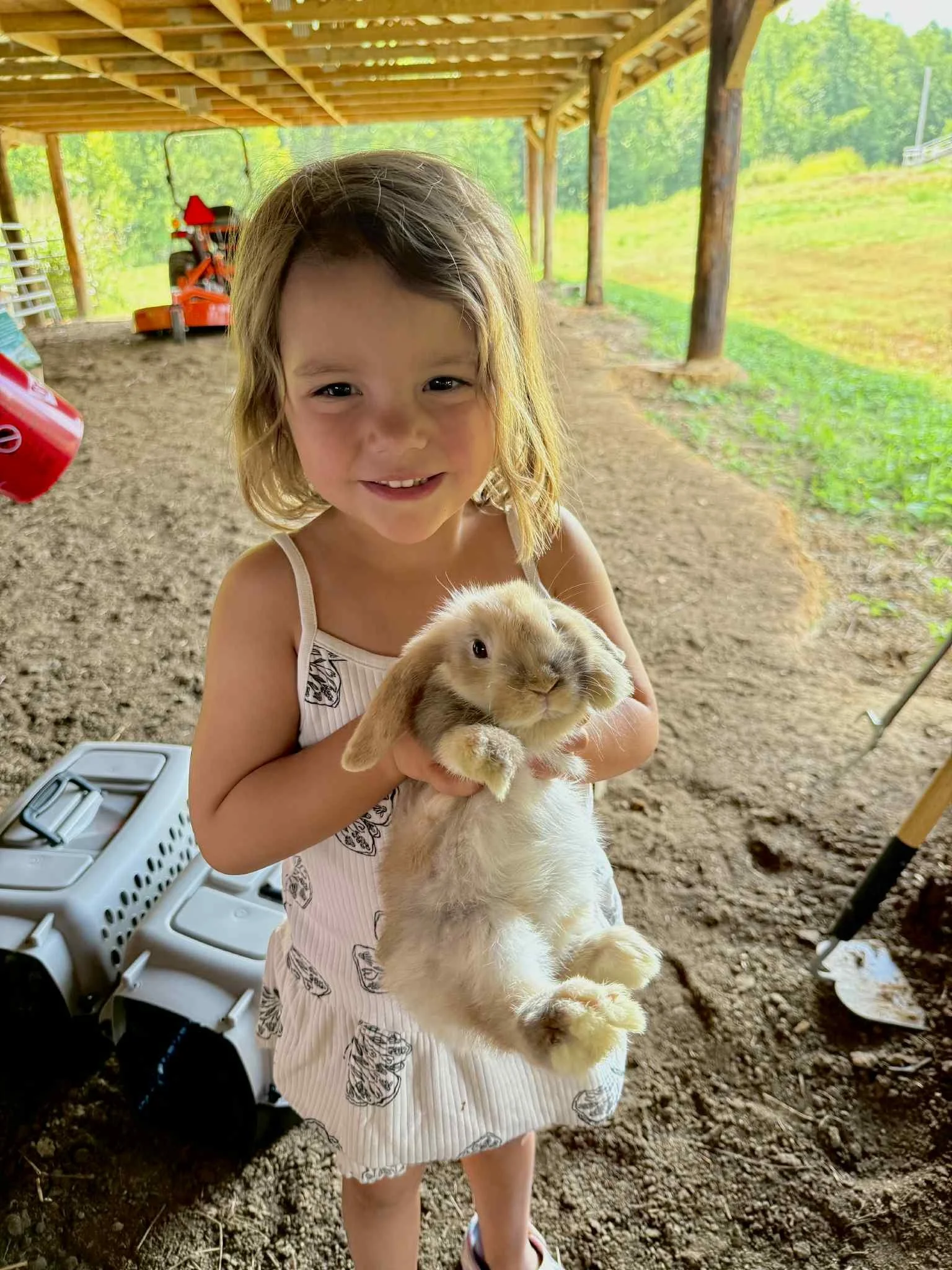 Jellybean | Purebred Holland Lops Buck | Available For Cuddling