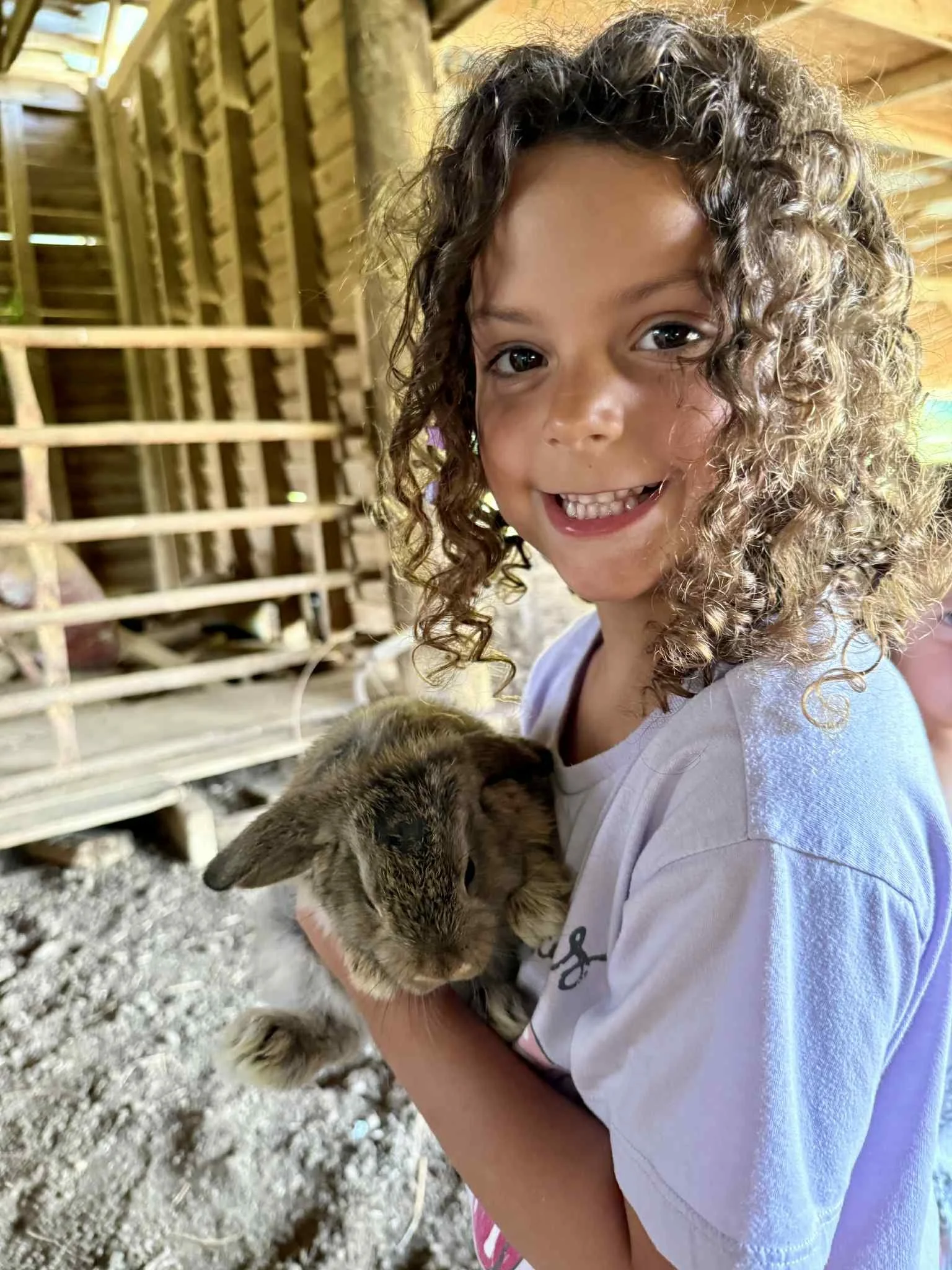 Bugs | Purebred Holland Lops Buck | Available For Cuddling | Competitions: NC Mountain State Fair (2025 - Competed)