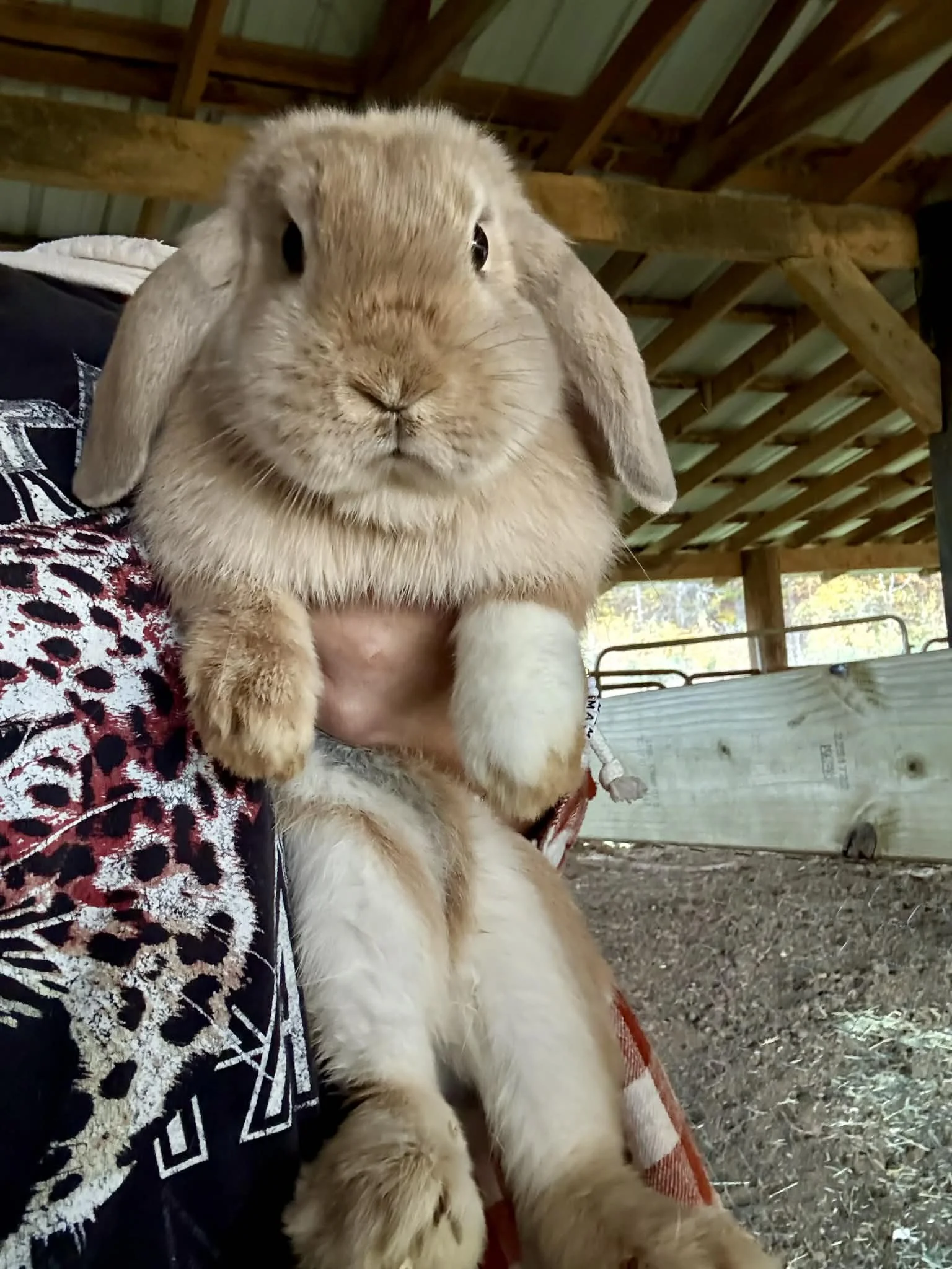 Cinnamon| Purebred Holland Lops Doe | Available For Cuddling