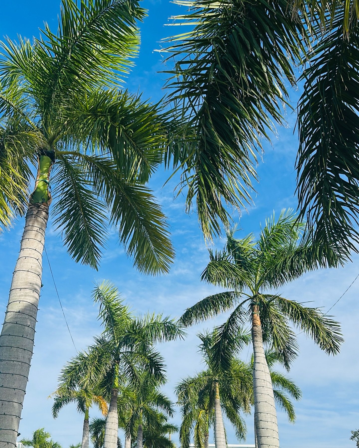 Beyond grateful to live where others vacation! ☀️🌴