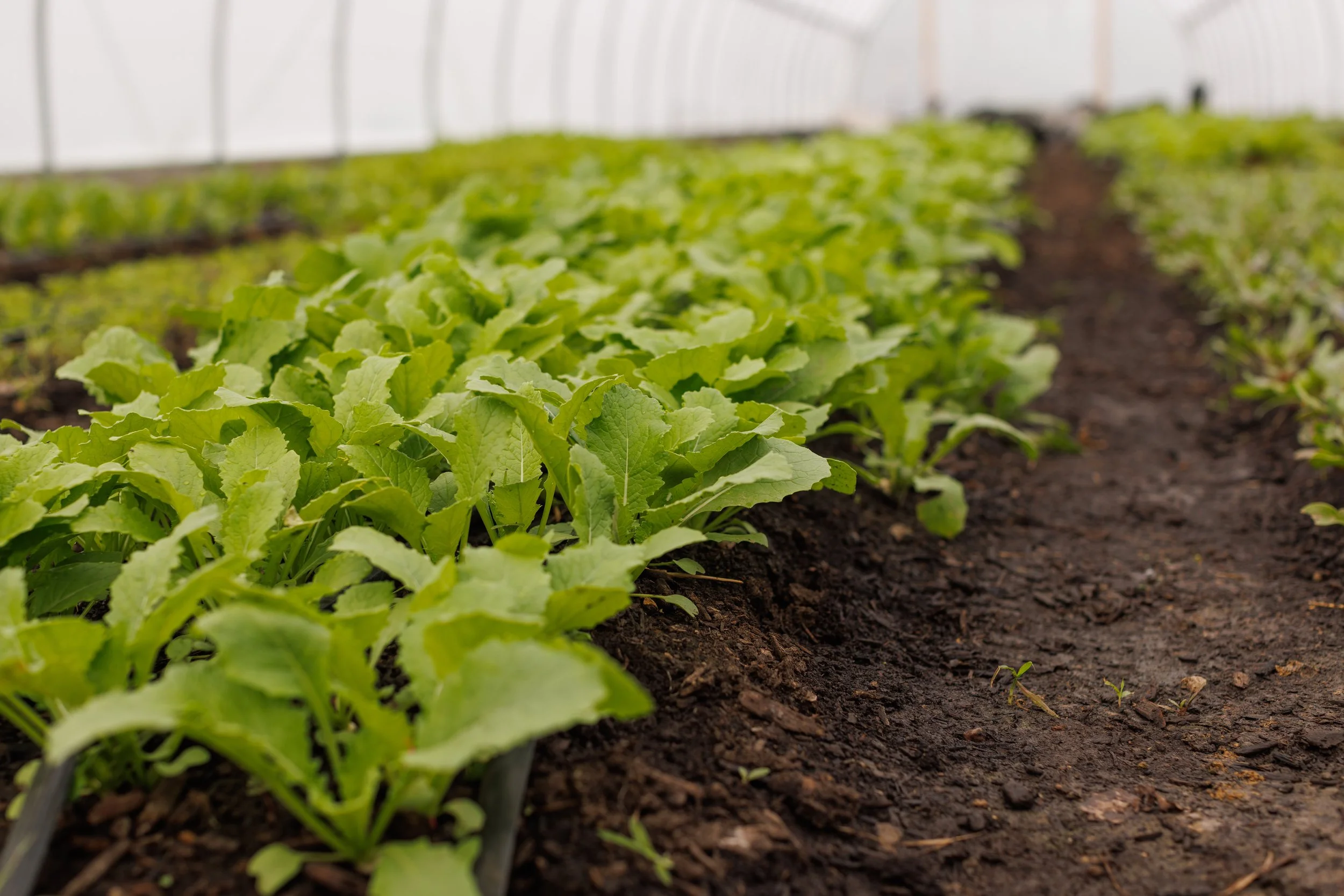 2027 Vegetable CSA Subscription (May 6 -August 26)