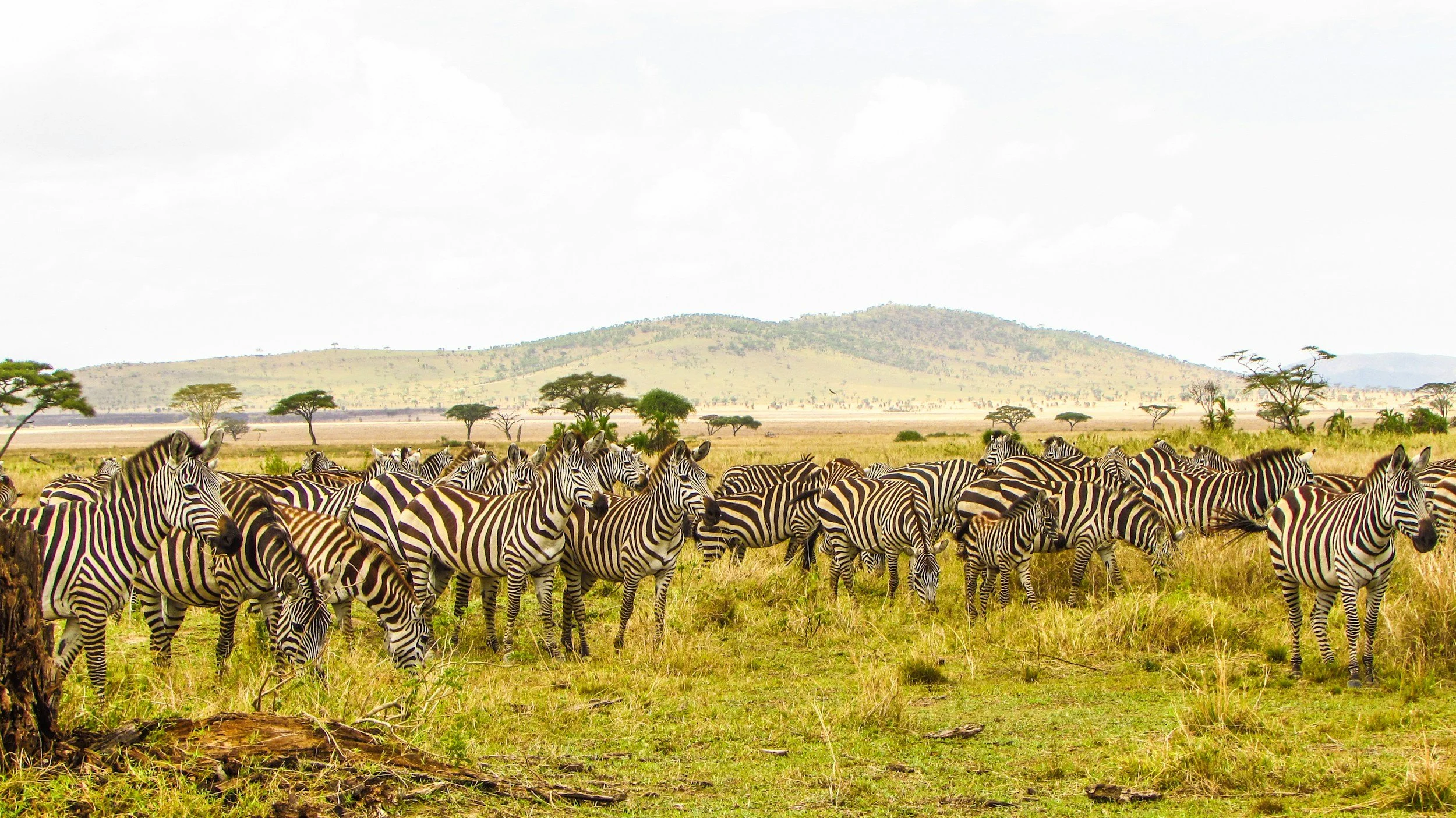 A herd of zebras grazing on grass in a savanna landscape with scattered trees, distant hills, and a cloudy sky.