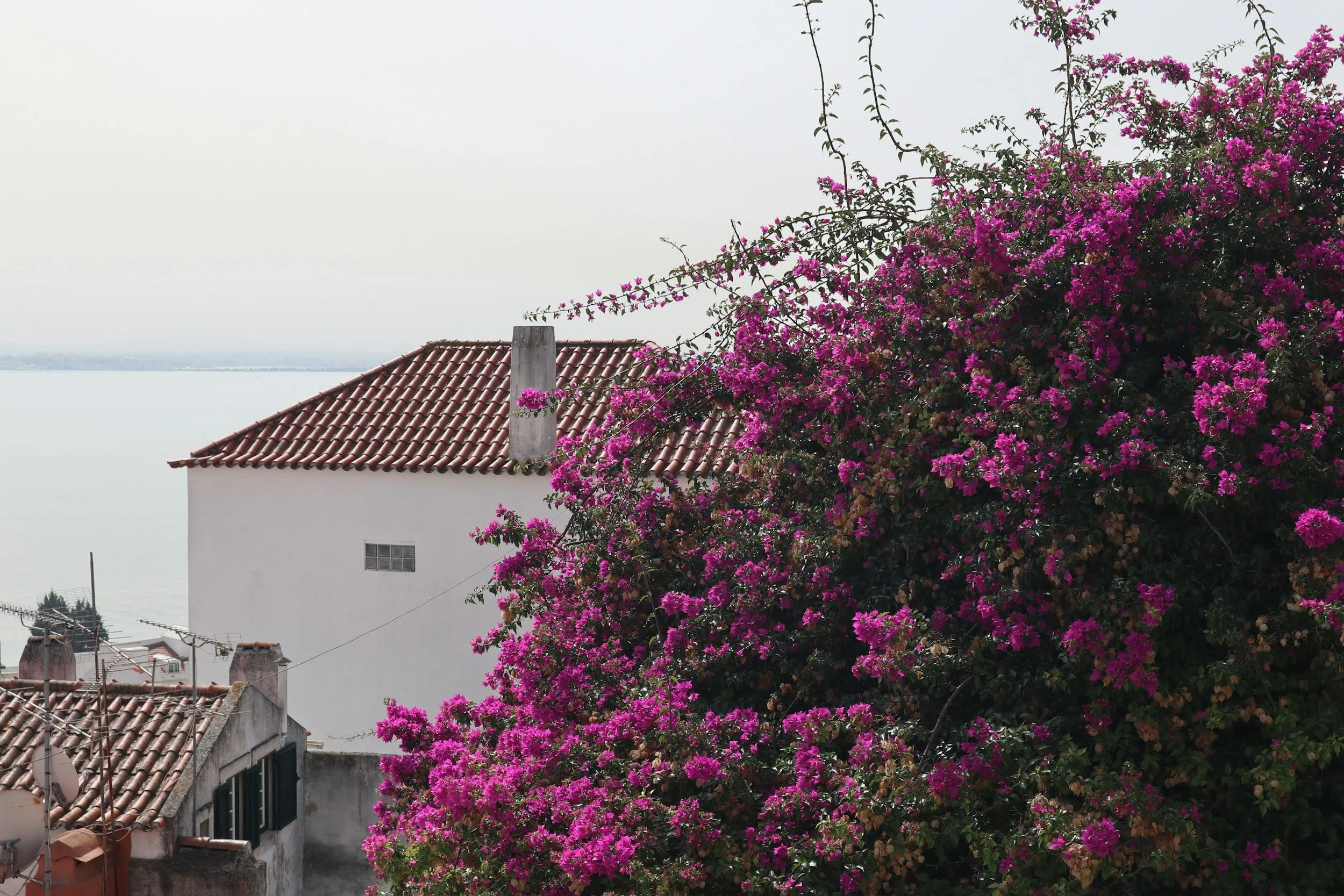 A house with a red tiled roof behind a large bush with pink flowers.