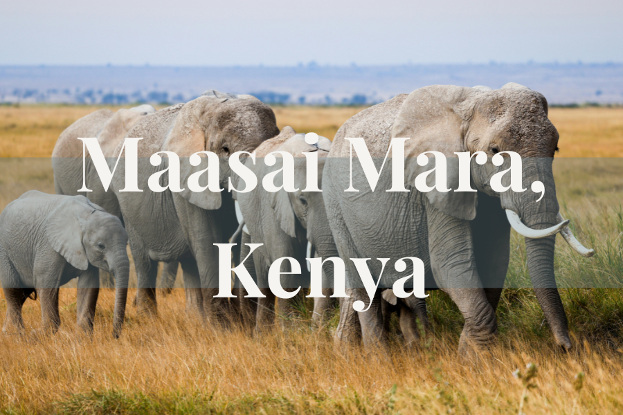  The Maasai Mara is one of Africa’s most celebrated safari destinations, famous for abundant wildlife and the Great Migration. Visitors come for unforgettable game drives, big-cat sightings, and immersive safari experiences in a dramatic savanna land