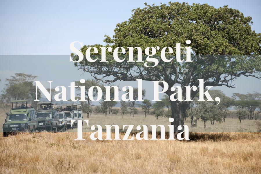  The Serengeti is synonymous with classic African safari, offering vast plains and remarkable wildlife encounters year-round. It is especially well known for the Great Migration, where massive herds of wildebeest and zebra move across the ecosystem. 