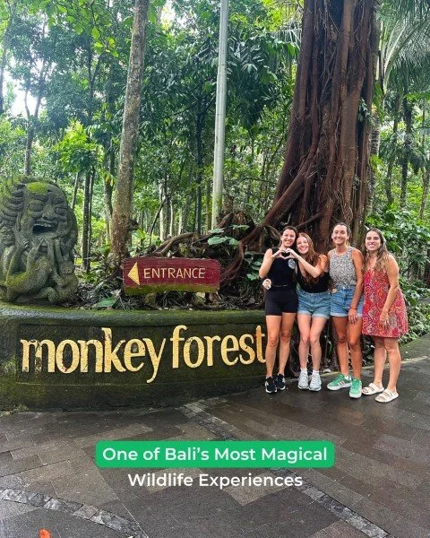 Step into Bali&rsquo;s iconic Monkey Forest for a mix of culture, nature, and unforgettable wildlife encounters. 🐒✨ A must for travelers looking to experience the island&rsquo;s wilder side. Ready to plan your Bali adventure? ➡️ DM us.

#comassandfa