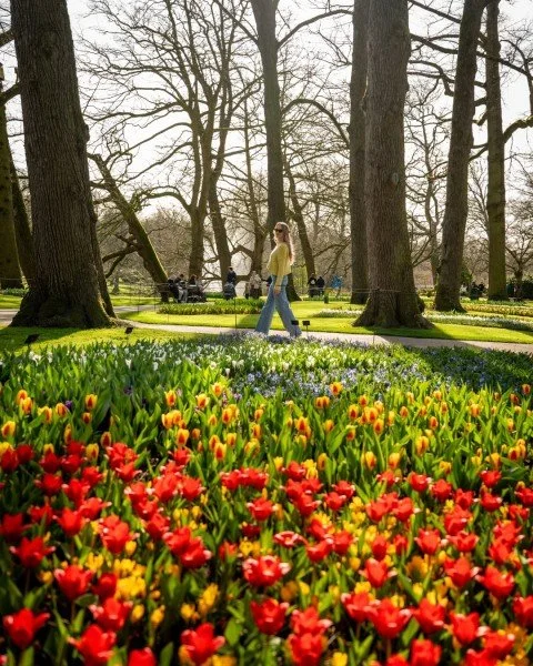 Happy Tulip Day. 🌷 Keukenhof Gardens is one of Europe&rsquo;s most beautiful spring experiences&mdash;vibrant, elegant, and worth experiencing well. If you&rsquo;ve been dreaming of seeing it in bloom, I can help craft a journey that feels seamless,
