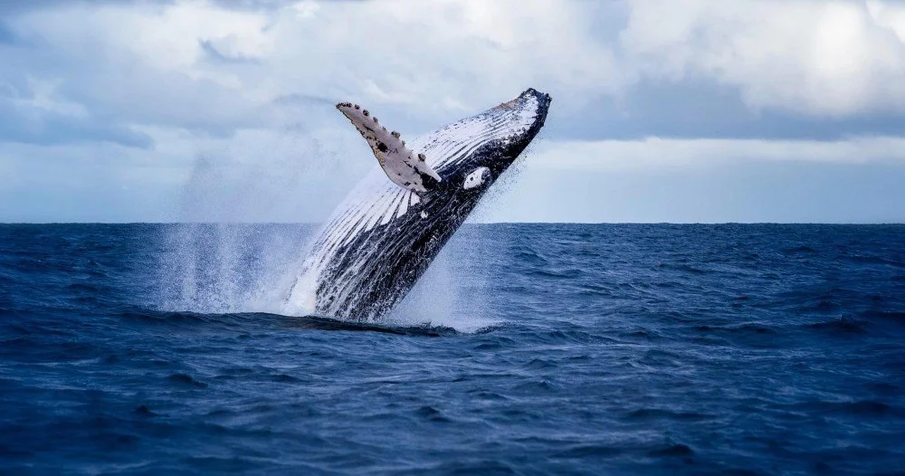 A humpback whale breaching the ocean surface with water splashing around it.