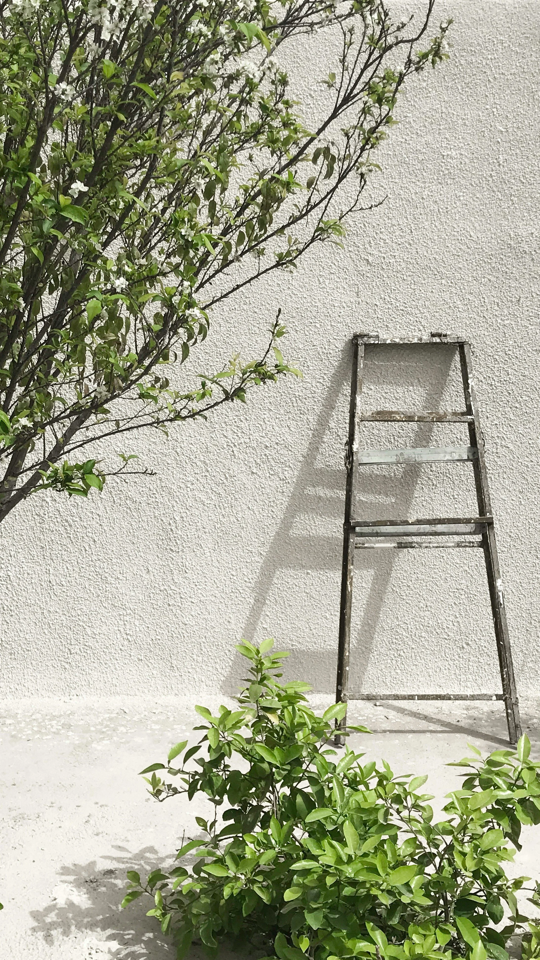 An old metal ladder leaning against a textured white wall with a shadow cast on the wall. There is a leafy green shrub at the base of the ladder and a small tree with light-colored flowers to the left.