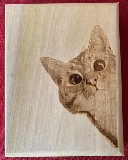 Cat.jpg