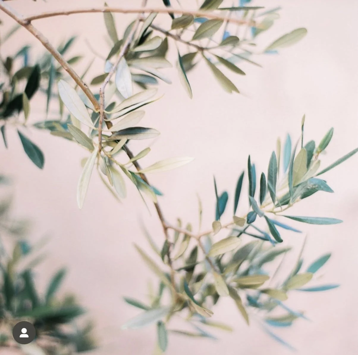 Close-up of an olive branch with green and silver leaves on a light, neutral background.