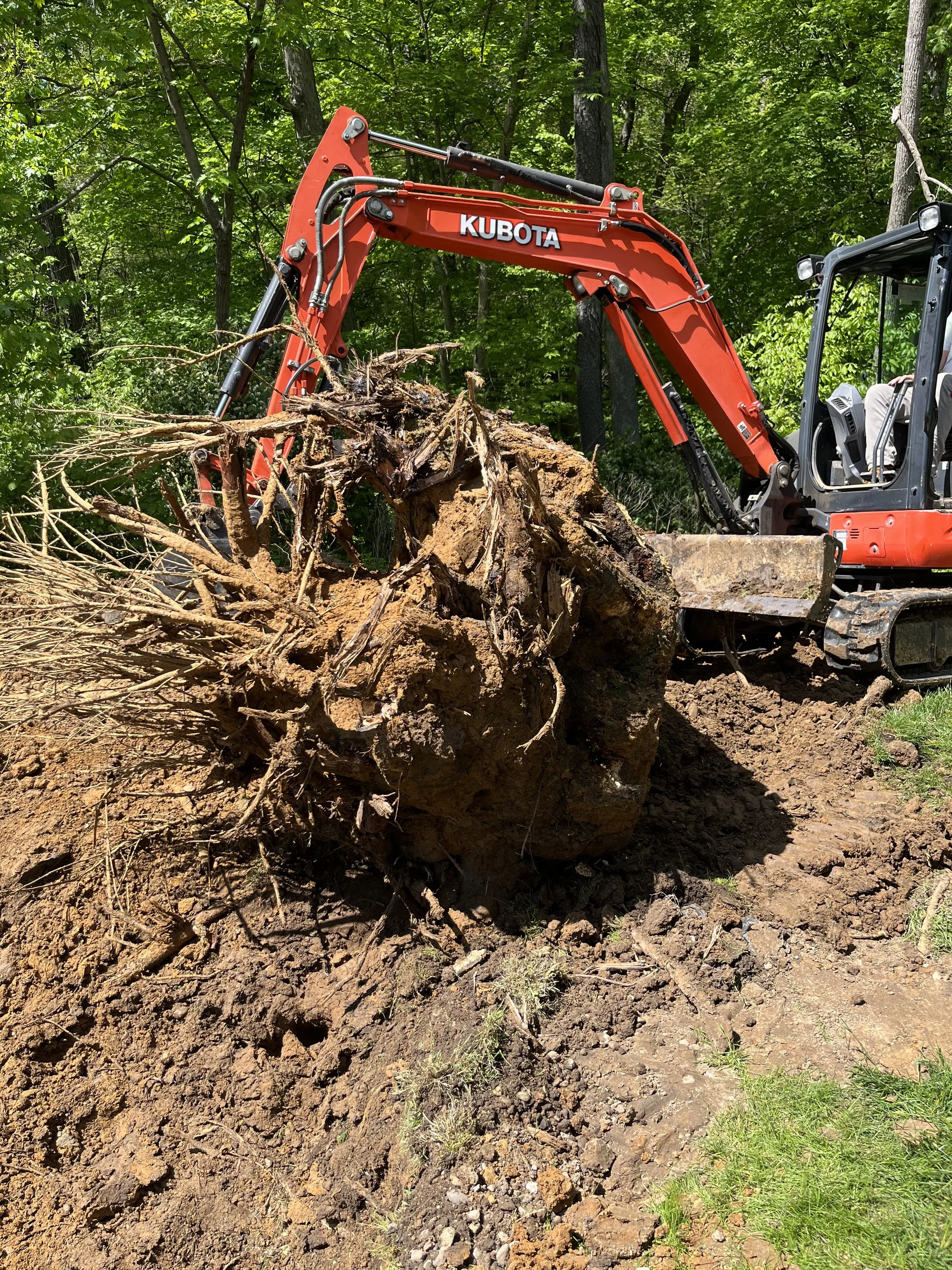 A red Kubota mini excavator uprooting a large tree with roots and soil, surrounded by a green forest.