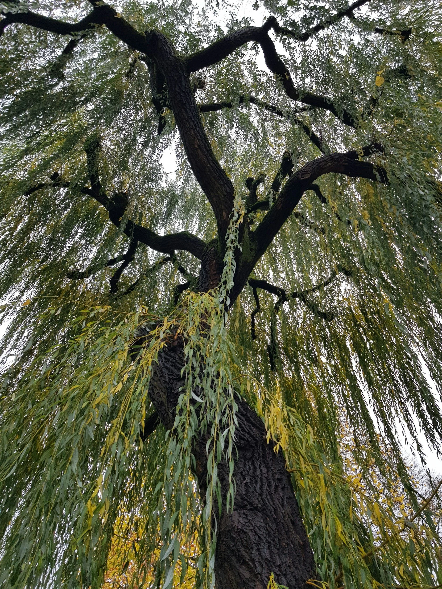 A tall willow tree with dark, textured bark and long, drooping green leaves, viewed from below.