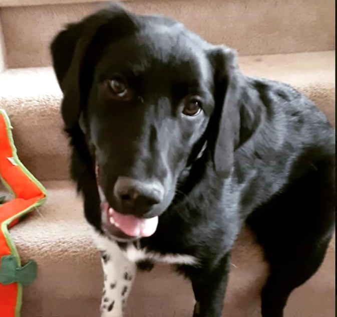 Dolly the black and white dog, Nico's in-office dog companion. Dolly is sitting on a staircase with her red lizard-shaped dog toy.