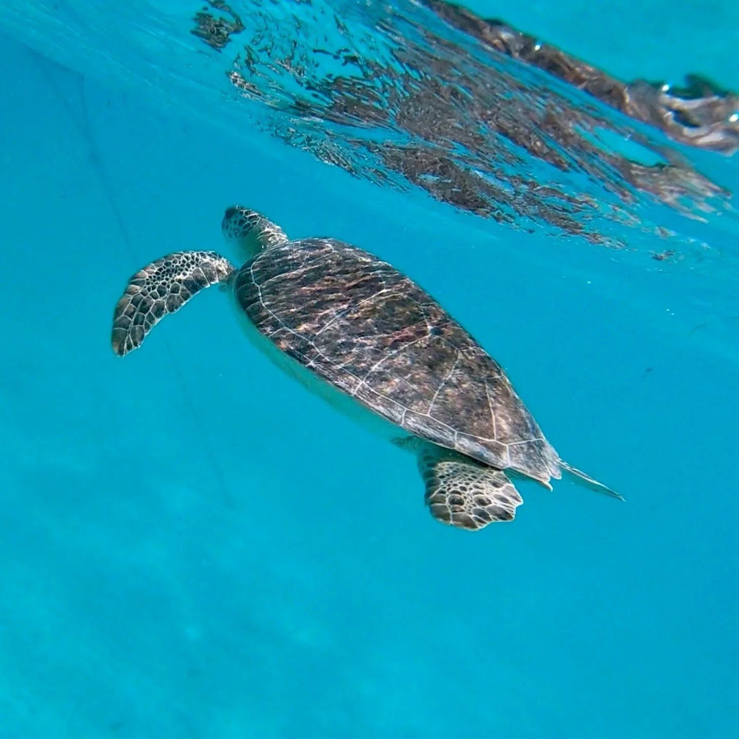 Your Vocal Power: CREATION