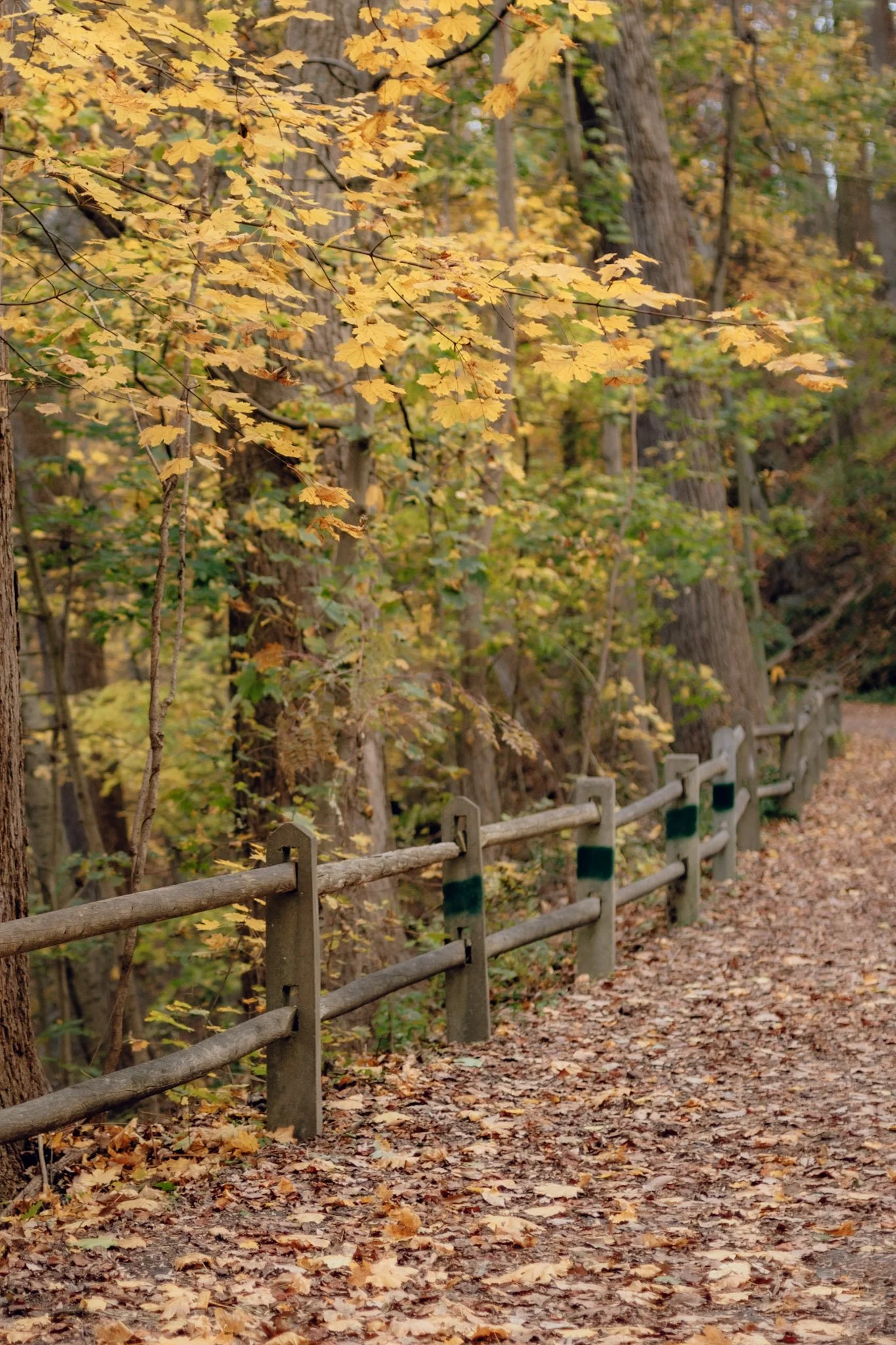 A wooded path during autumn with fallen leaves and a wooden railing on one side, surrounded by yellow and green foliage.
