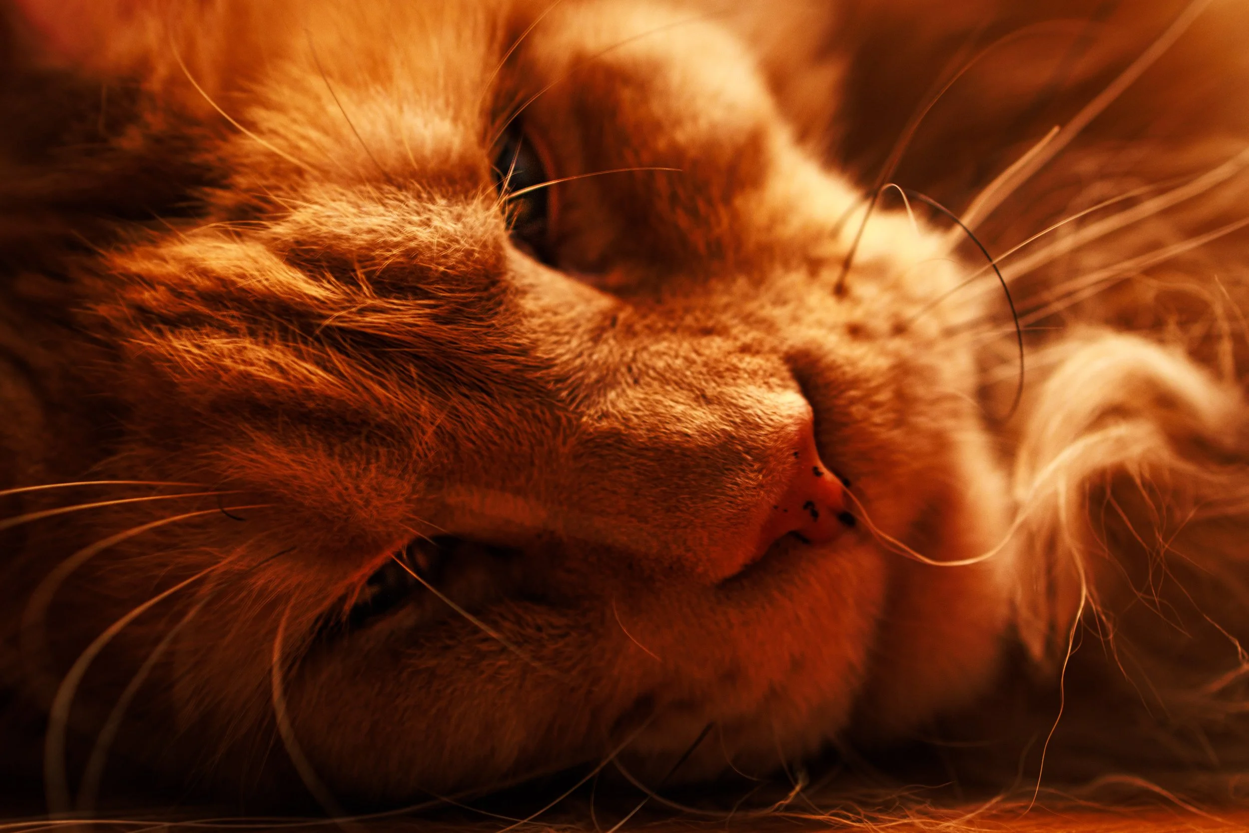 Close-up of an orange tabby cat sleeping peacefully with eyes closed and whiskers visible.
