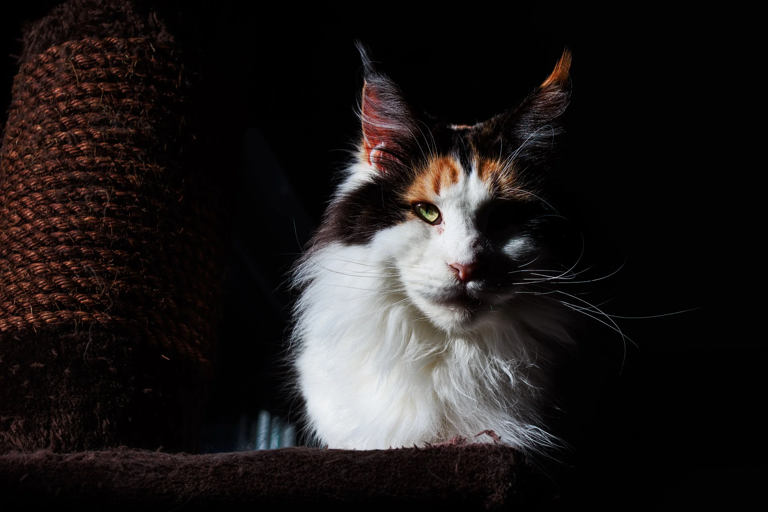 A long-haired calico cat with green eyes sitting on a dark surface near a scratching post, with light falling on its face and upper body, against a dark background.