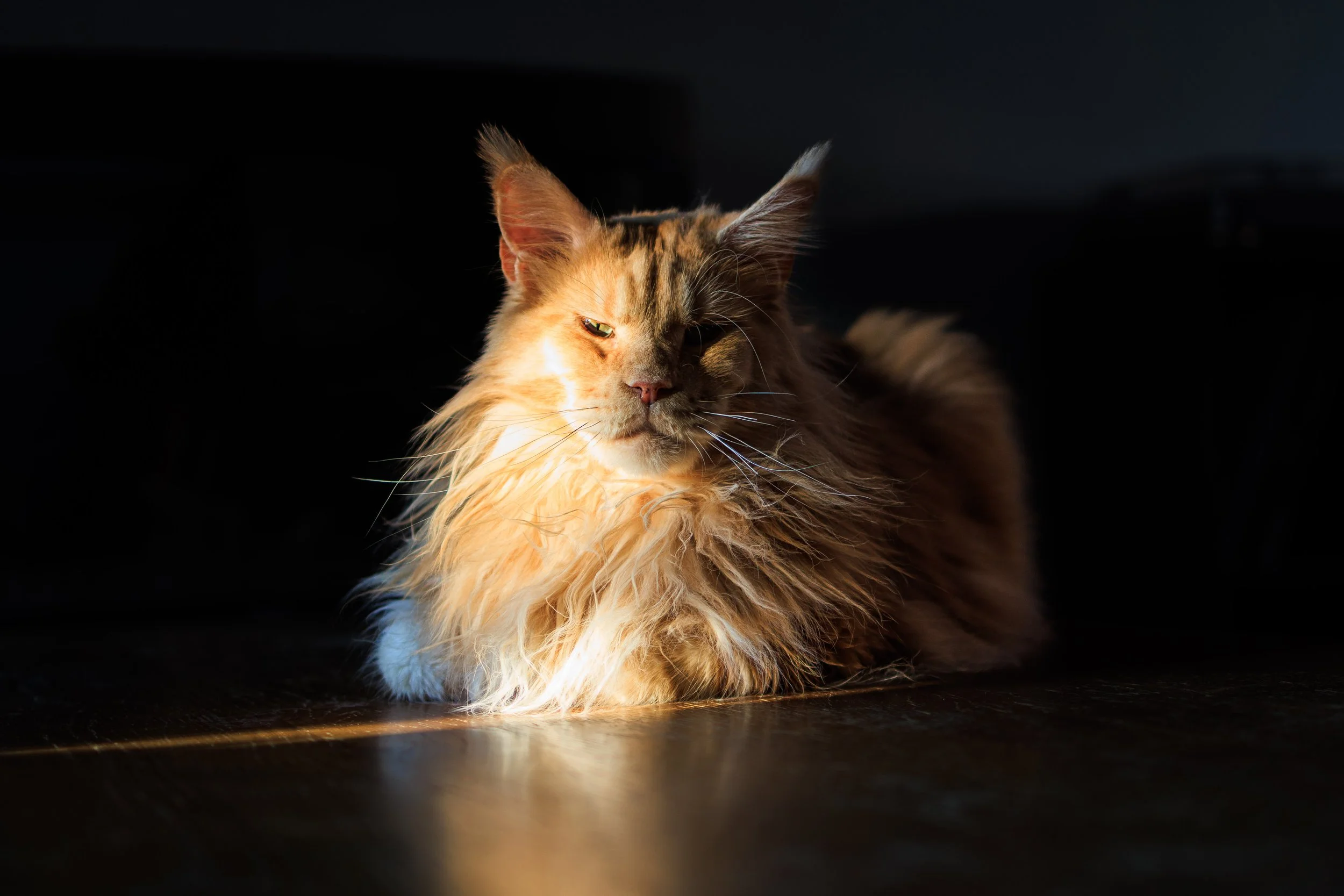 Long-haired, orange tabby cat resting on a dark wooden floor with sunlight illuminating part of its face and fur.
