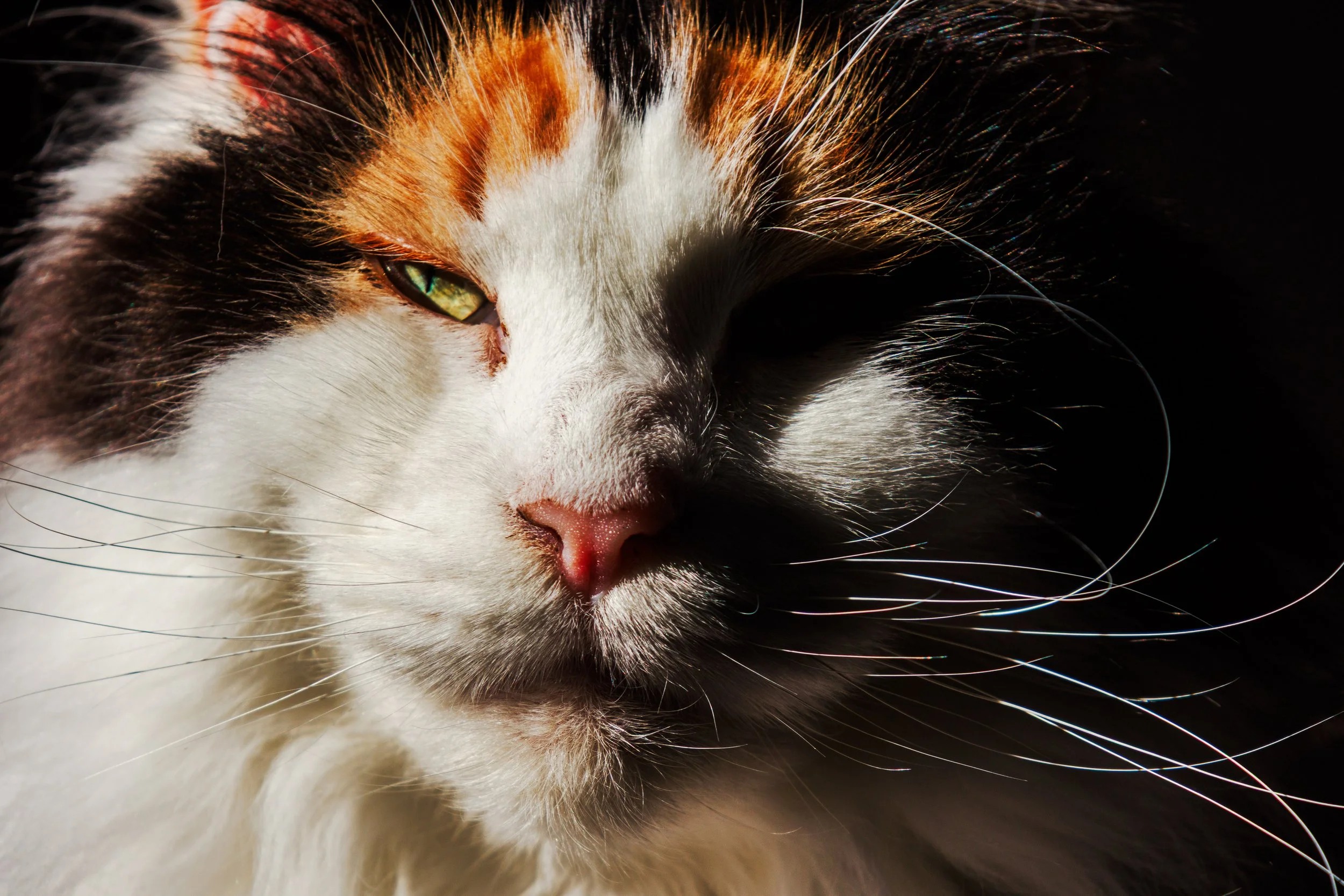 Close-up of a calico cat with one eye half-closed, showing white, black, and orange fur, with sunlight reflecting off its whiskers against a dark background.