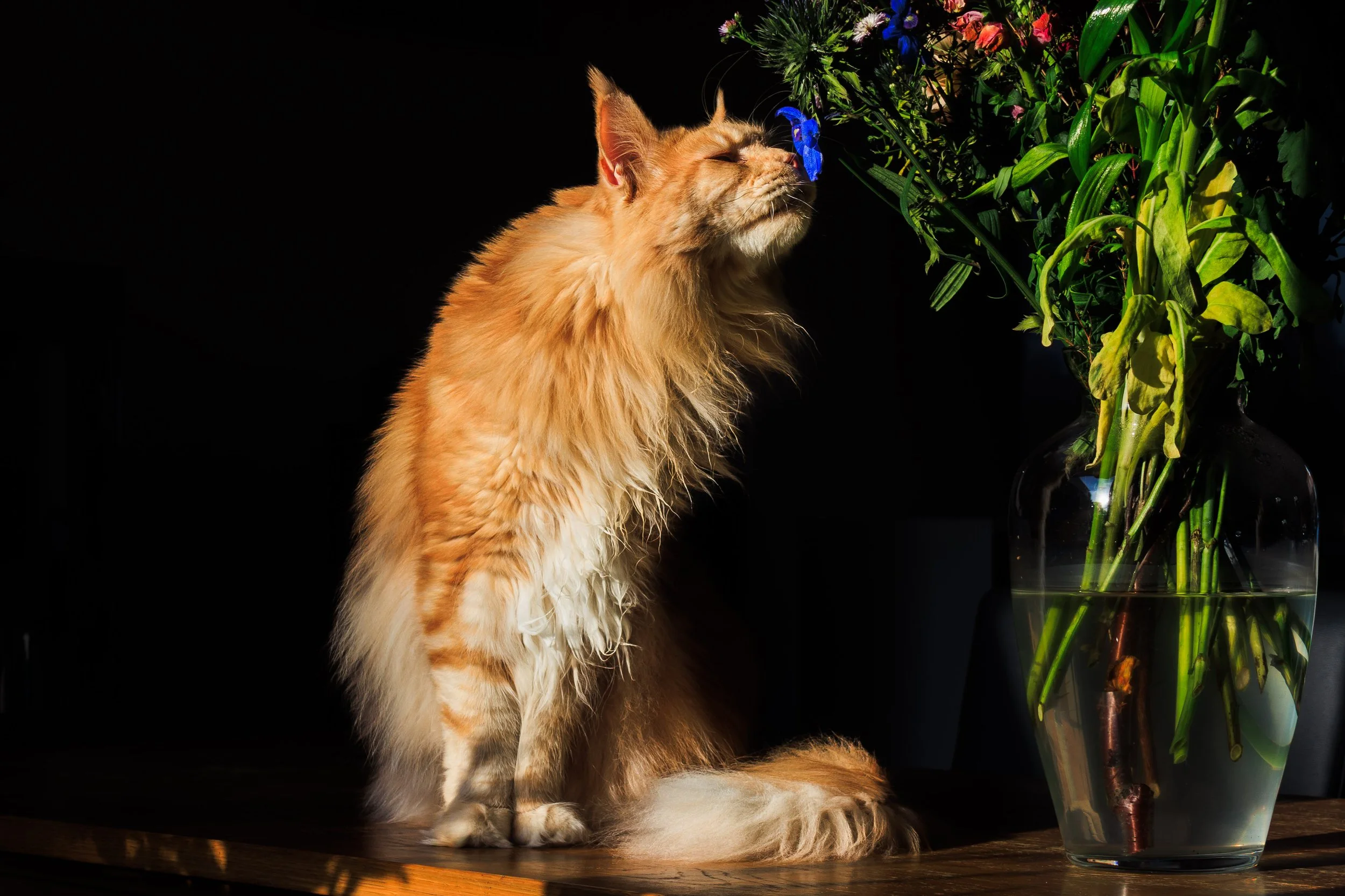 A long-haired orange cat sitting on a wooden table near a large glass vase filled with mixed flowers, including purple, pink, and blue blooms, against a dark background.