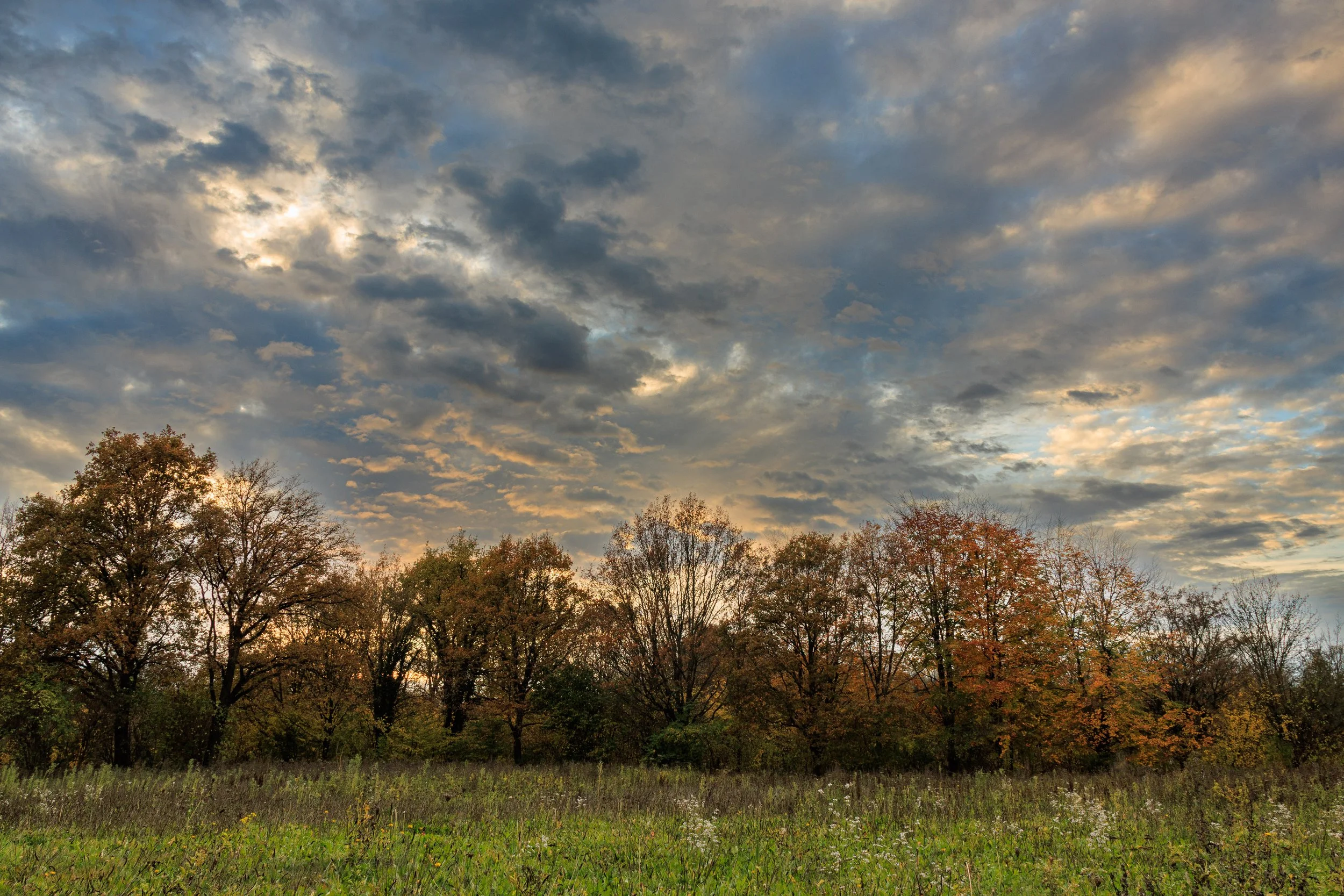 A landscape view of a field with grass and wildflowers, trees with autumn-colored leaves, and a cloudy sky at sunset.