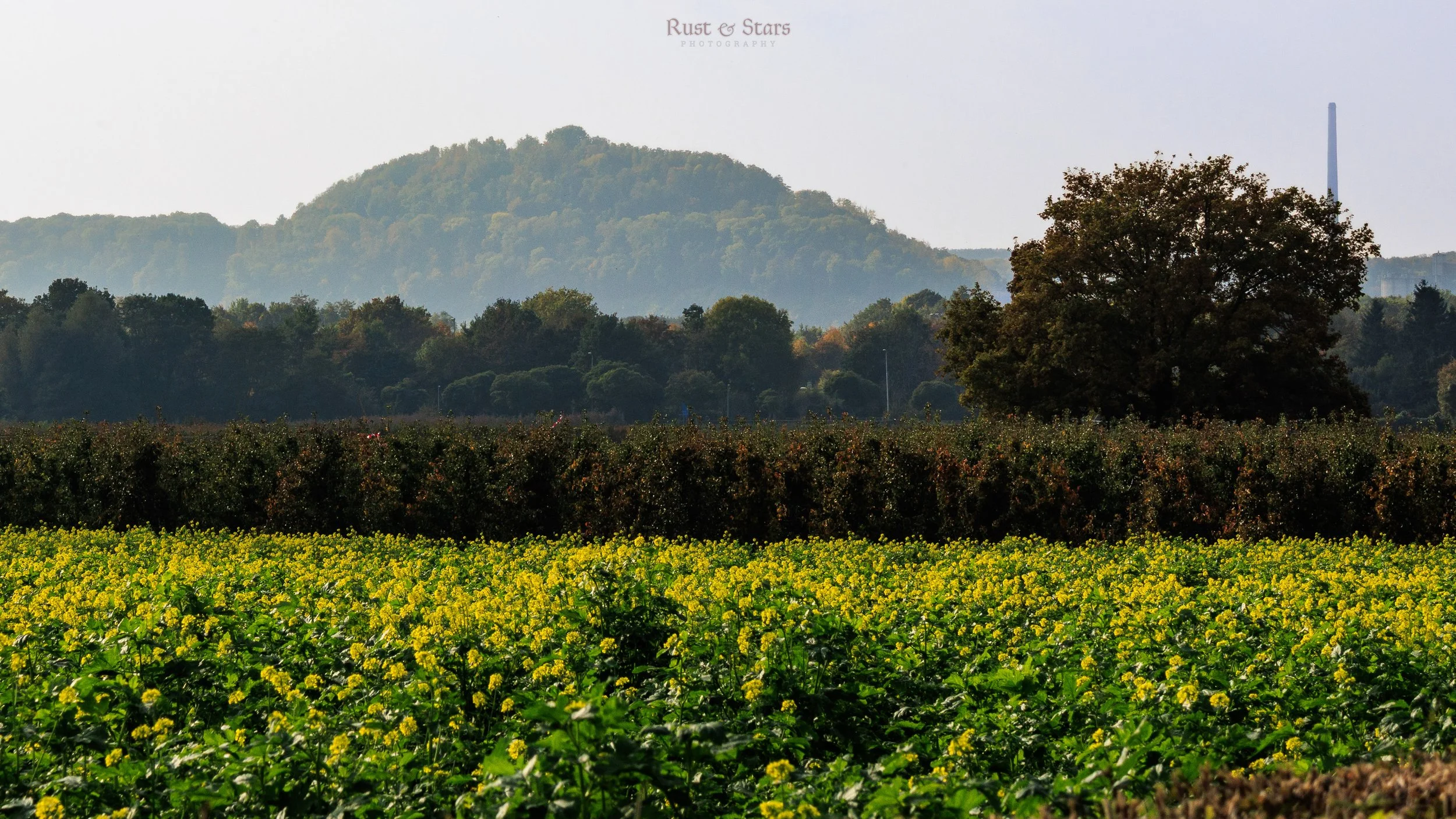 A landscape with a green field of yellow flowers in the foreground, a darker green row of bushes or small trees in the middle ground, and a tree to the right. In the background are rolling hills and a tall industrial chimney or tower, with a hazy sky above.