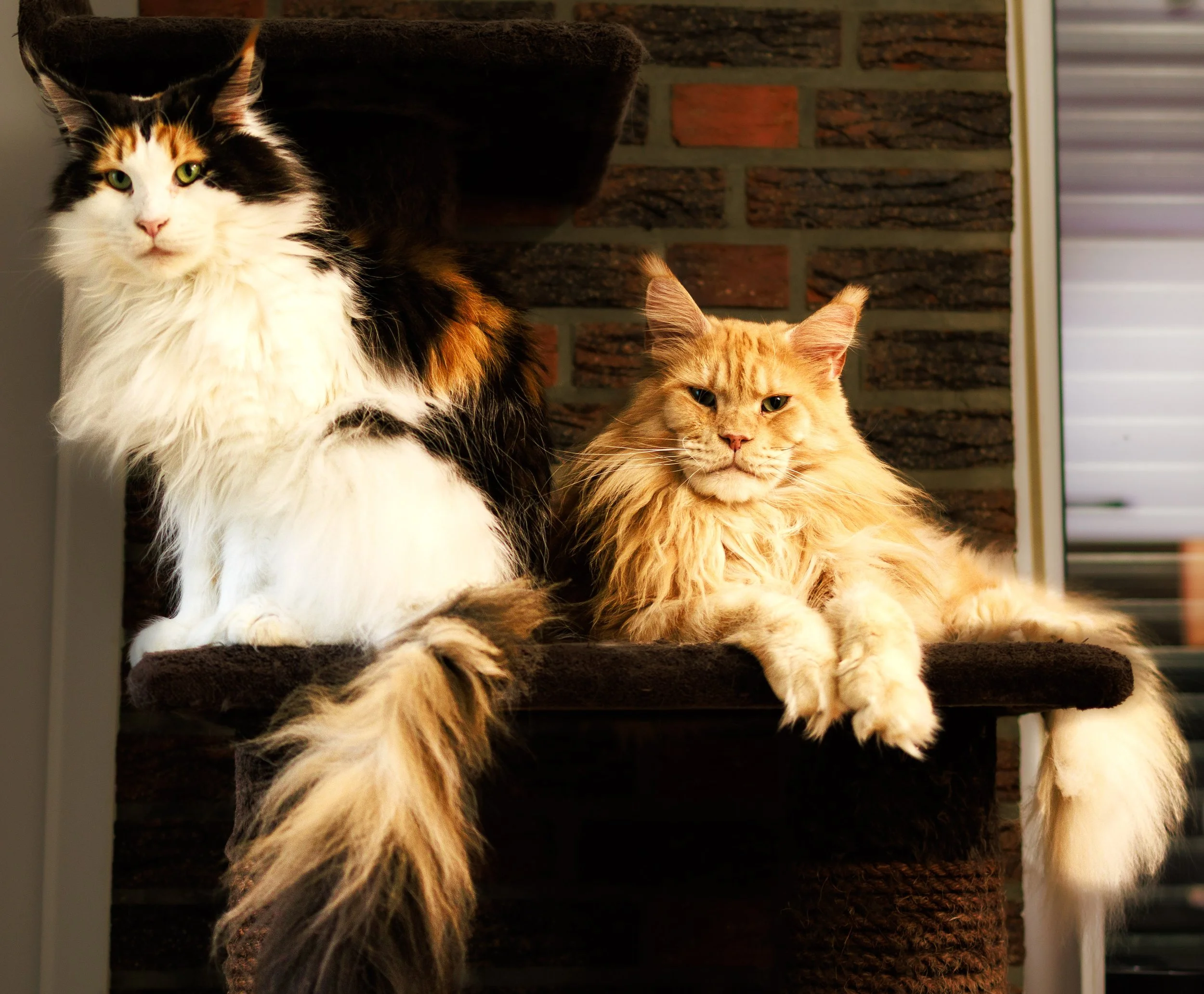 Two long-haired cats, one calico and one orange, resting on a dark cat tree in front of a brick wall and a window.