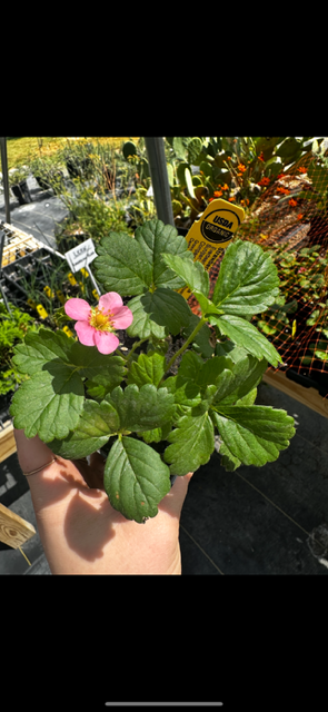 Pink flowering plant with green leaves in a hand, in a greenhouse or plant nursery.