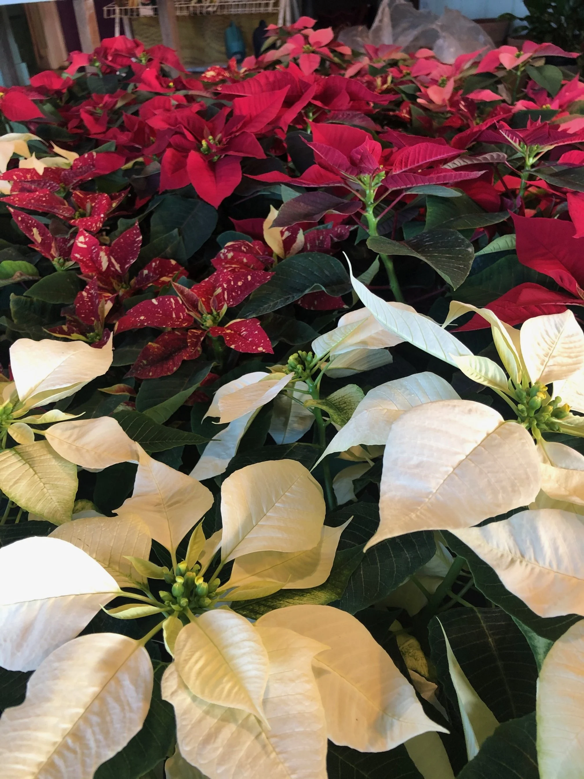 A collection of poinsettia plants with red, white, and variegated leaves.