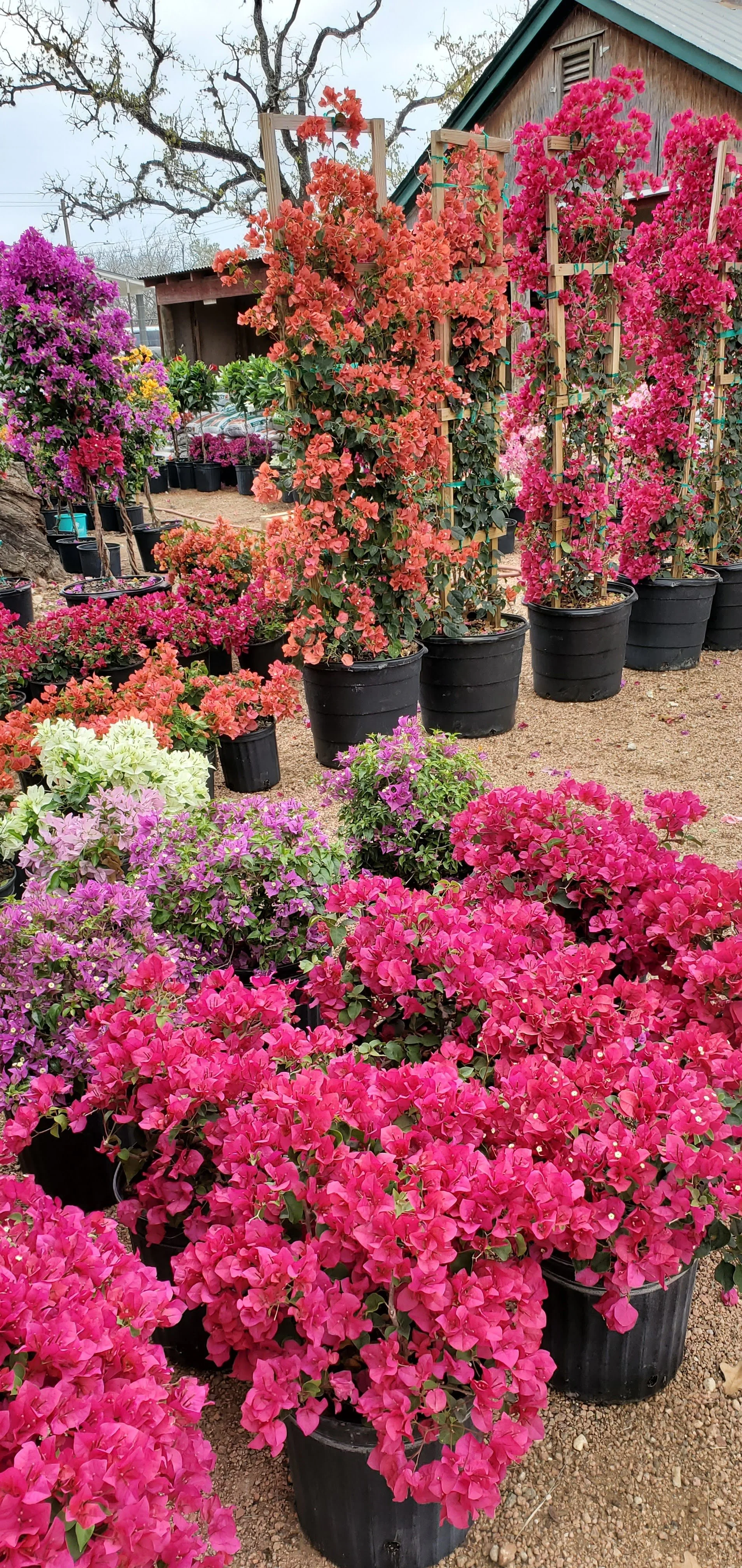 Colorful potted flowering plants, mainly pink, purple, orange, and white, arranged outdoors near a wooden building with a sloped roof.