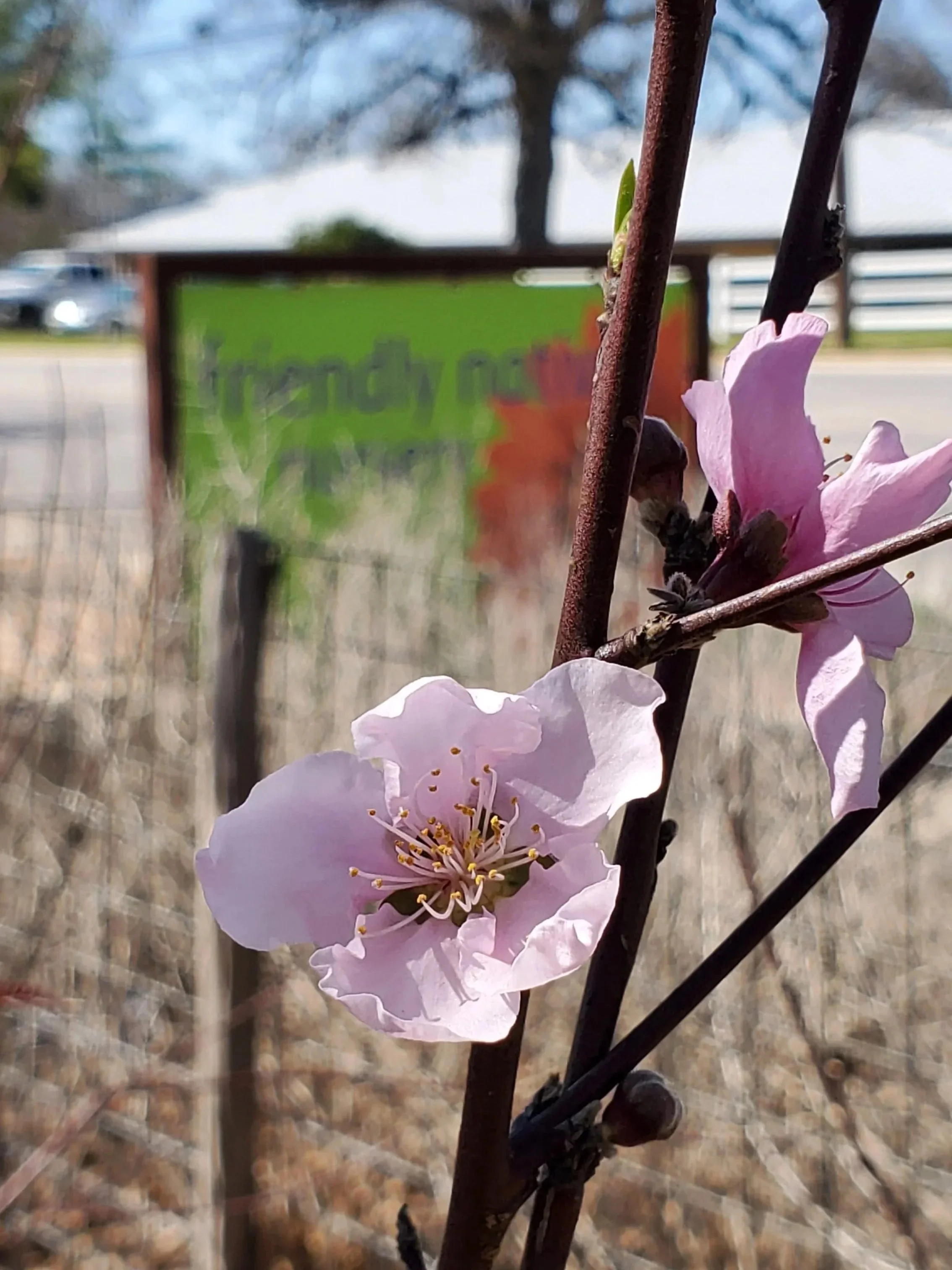 Close-up of pink flowering tree branch with blooming flowers, blurred background with a green sign, fence, and a parked car.