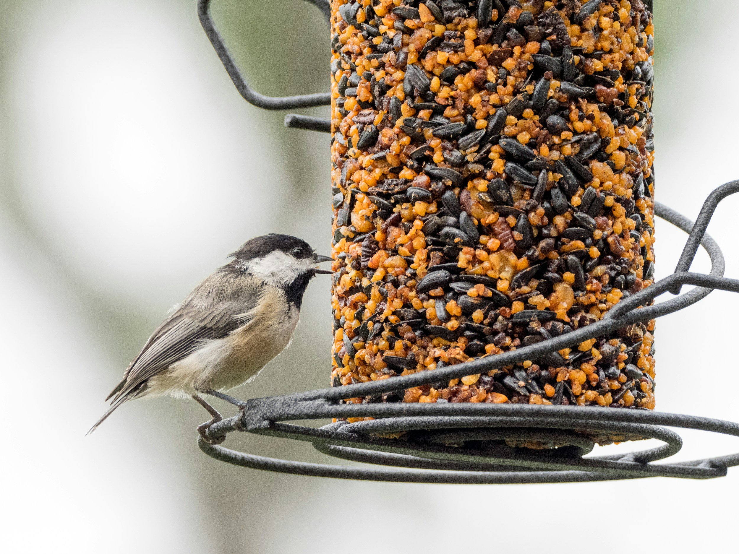 A small chickadee bird perches on a metal bird feeder filled with mixed sunflower seeds and grains.