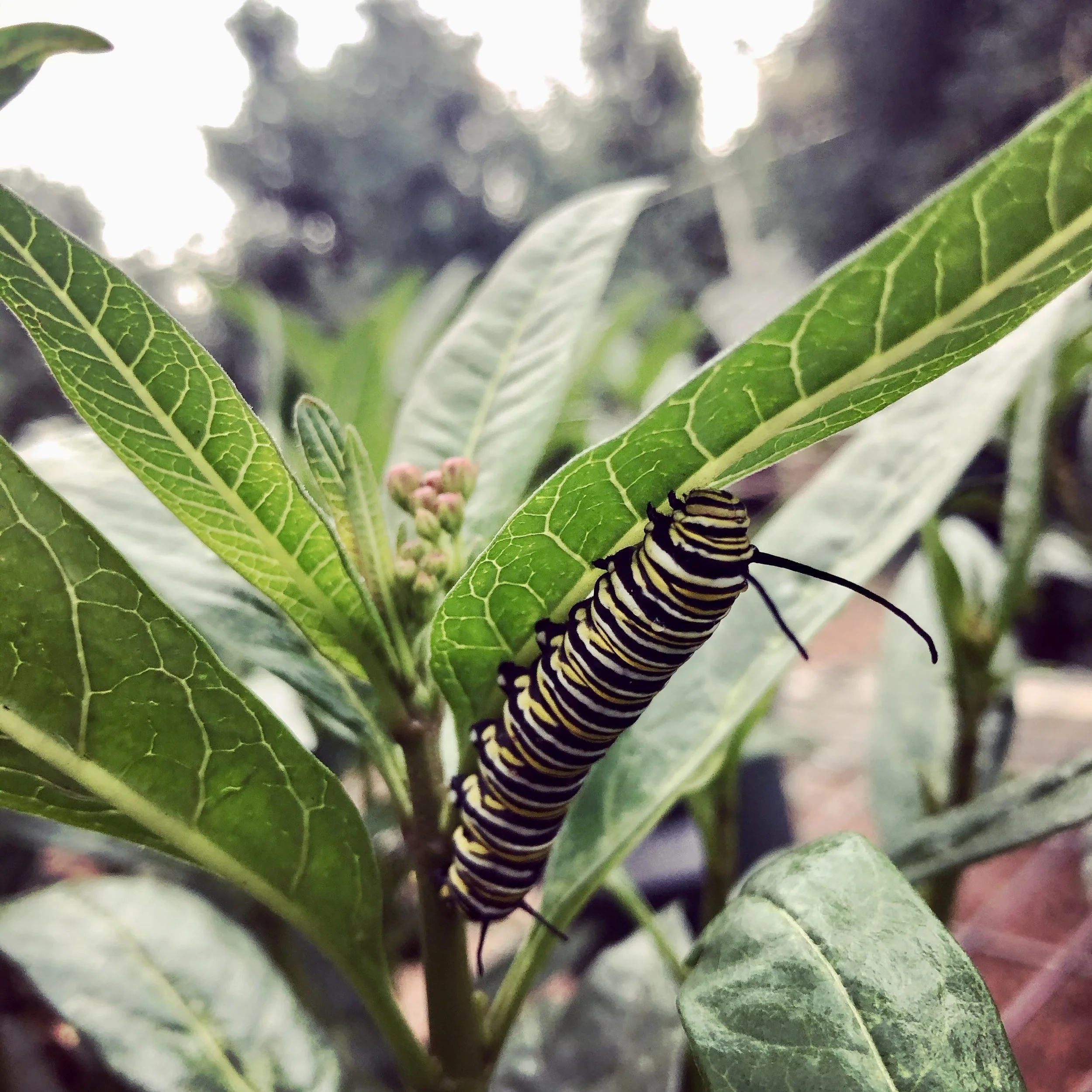 What Are Host Plants?