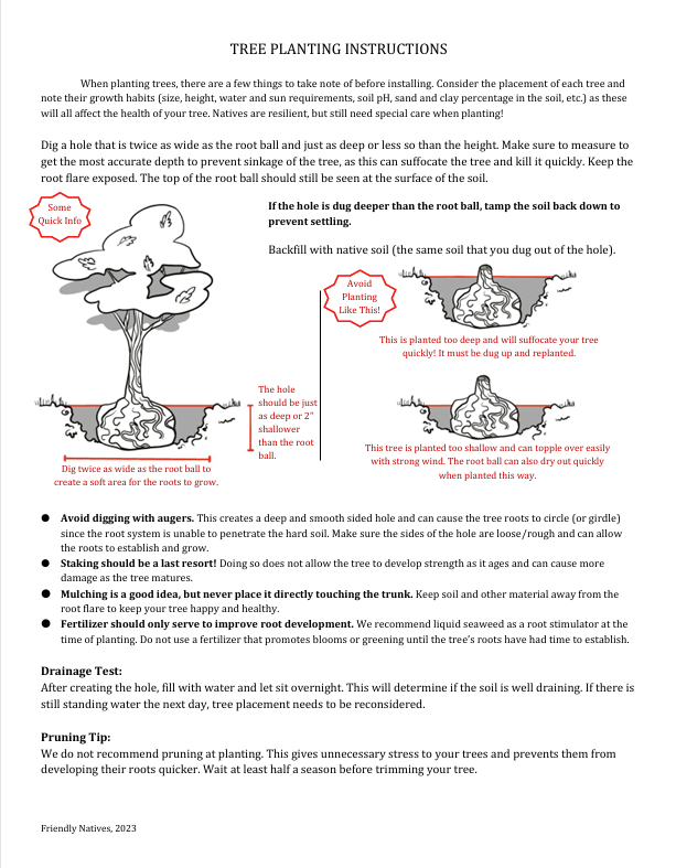 How To Plant A Tree