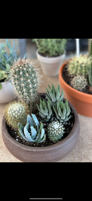 A variety of small cacti and succulents in a round terracotta pot, with other potted plants in the background.