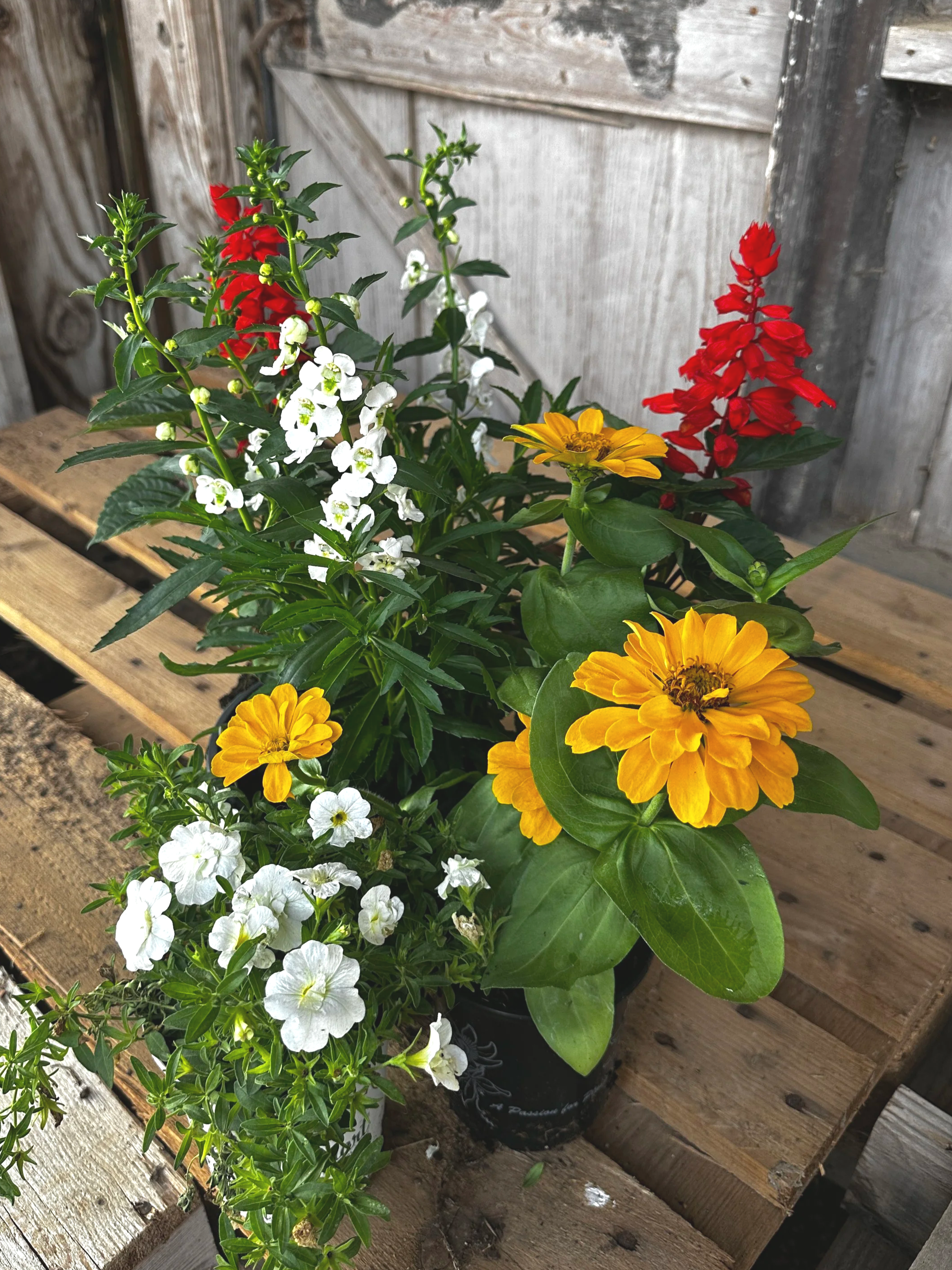 Potted colorful flowers, including white, yellow, and red blossoms, on a wooden table with a rustic wooden fence background.