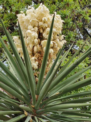A desert plant with long, pointed green leaves and a large cream-colored flower cluster in the background.