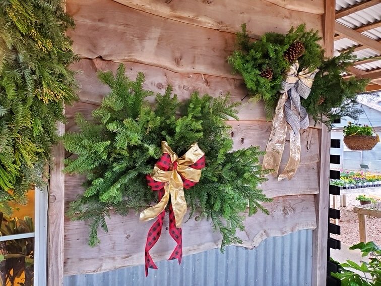 Two Christmas wreaths made of evergreen branches hanging on a rustic wooden wall decorated with ribbons.