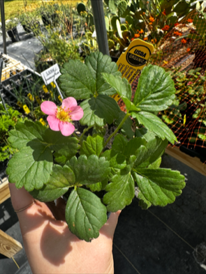 A person holding a potted strawberry plant with pink flowers in a garden center.