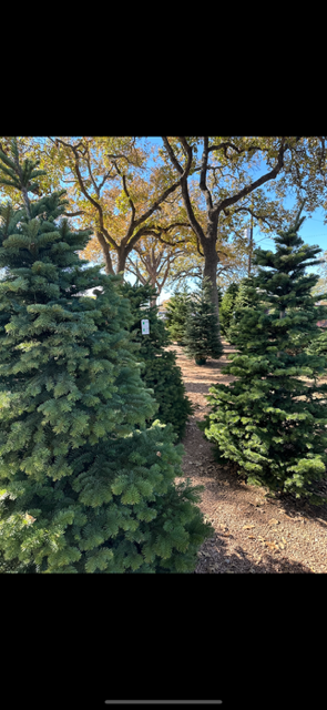 Rows of evergreen trees in a garden or nursery with a clear sky and tall trees with yellow leaves in the background.