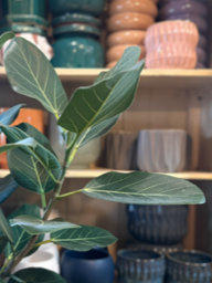 Close-up of a green plant with large leaves in front of shelves with colorful ceramic pots and bowls.