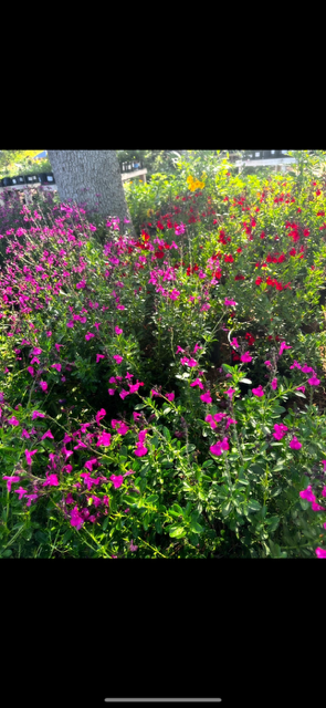 Colorful garden with pink, red, and purple flowers surrounding a tree trunk in sunlight.