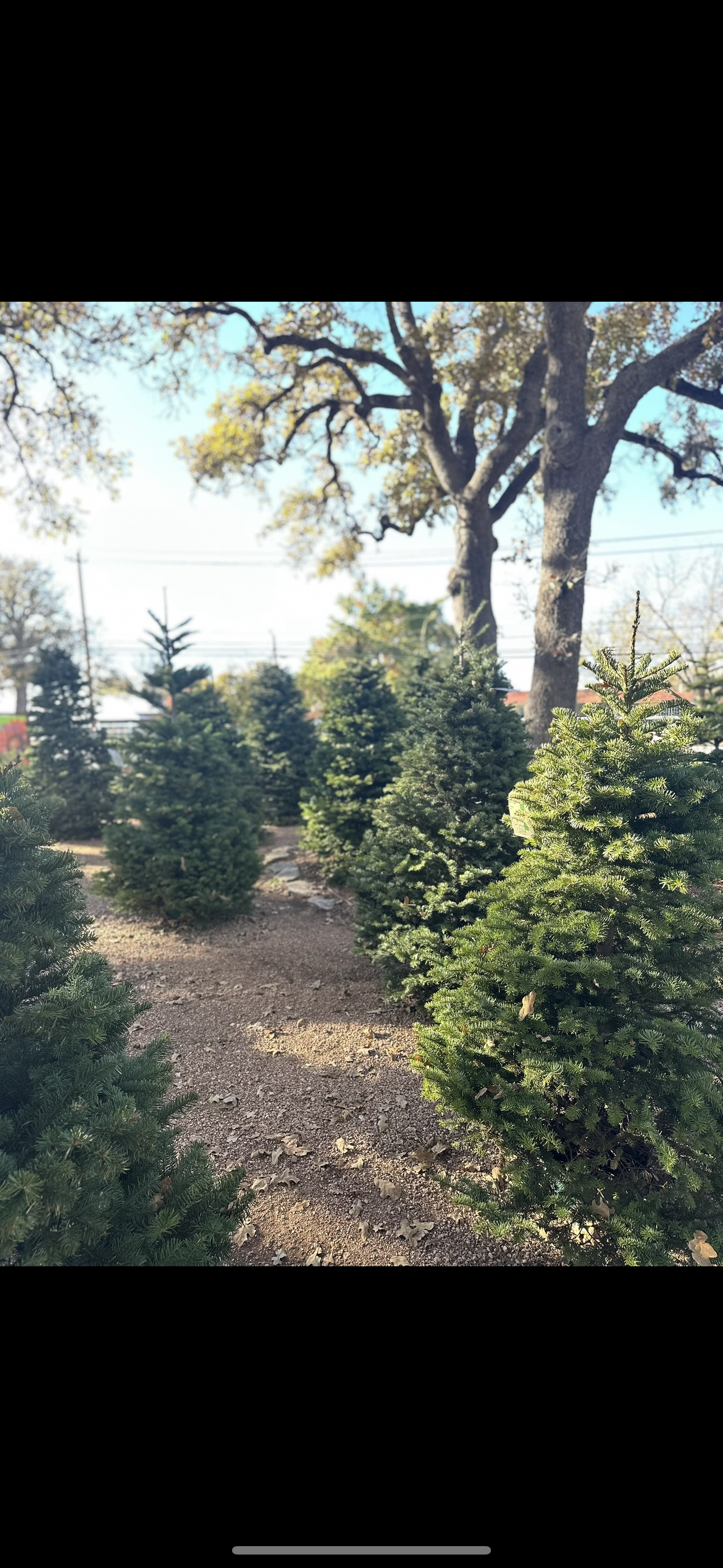 Series of small green Christmas trees in a row under a large tree with yellow leaves in a park or garden.