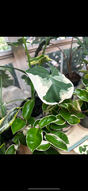 Houseplant with variegated white and green leaves near a window